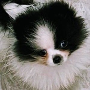 Meet your Posher, Marlene